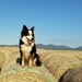On the Bales!  by salza