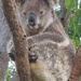balanced by koalagardens