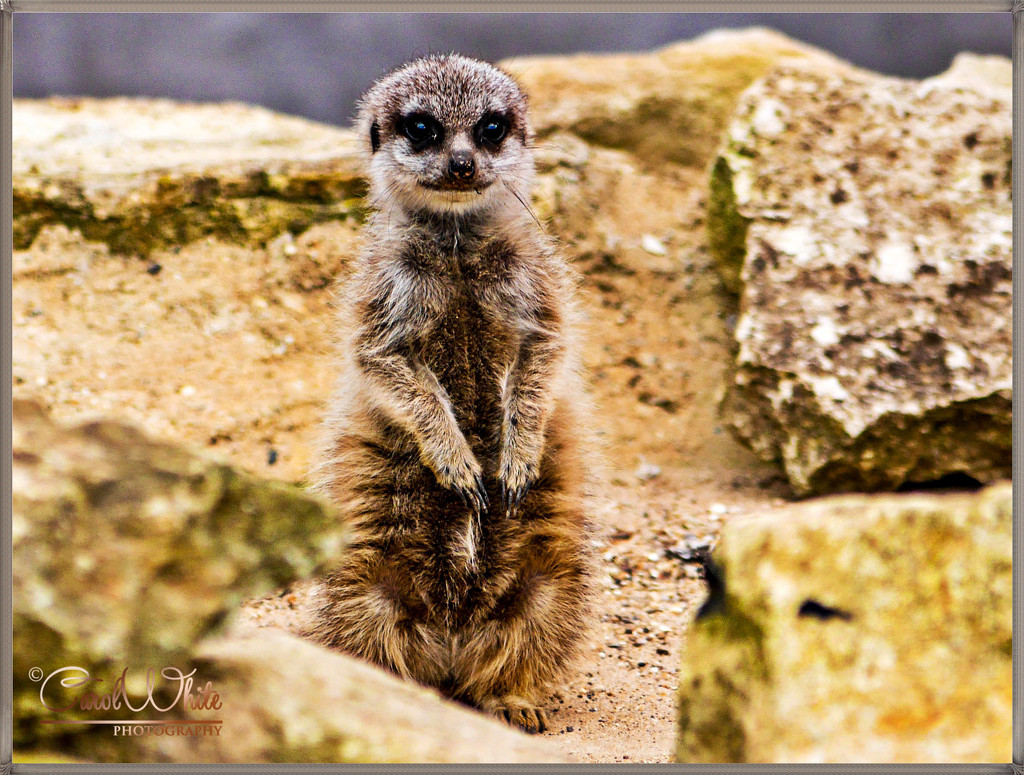 Meerkat Pup by carolmw