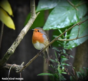18th Oct 2015 - Thoughtful robin