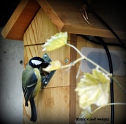 18th Oct 2015 - I think this great tit is getting a bit befuddled