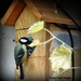 I think this great tit is getting a bit befuddled by rosiekind