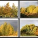 Golden Trees  by oldjosh