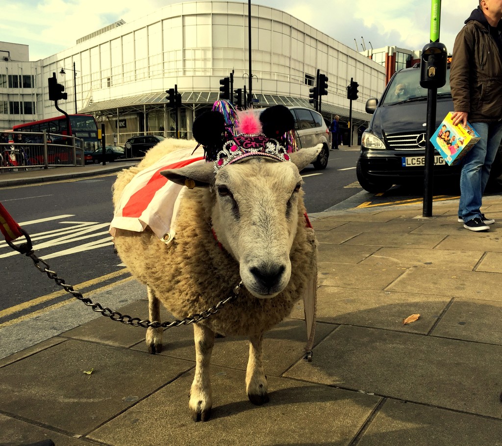 Wimbledon Sheep by emma1231