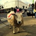 Wimbledon Sheep by emma1231