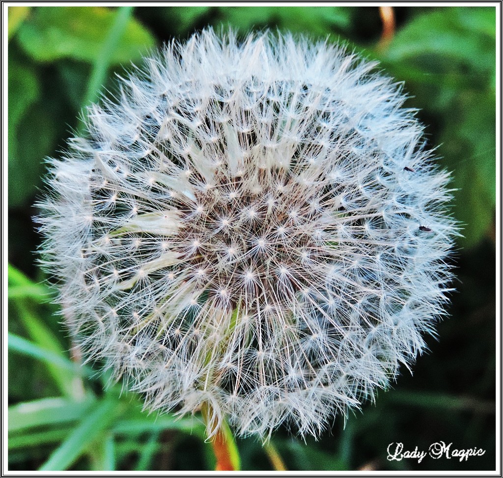 A very late  Dandelion. by ladymagpie