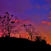 Farmland Sunrise by lynnz