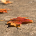 Leaves are Falling by lynne5477