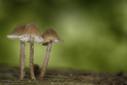 18th Oct 2015 - Mushroom Trio