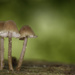 Mushroom Trio by leonbuys83