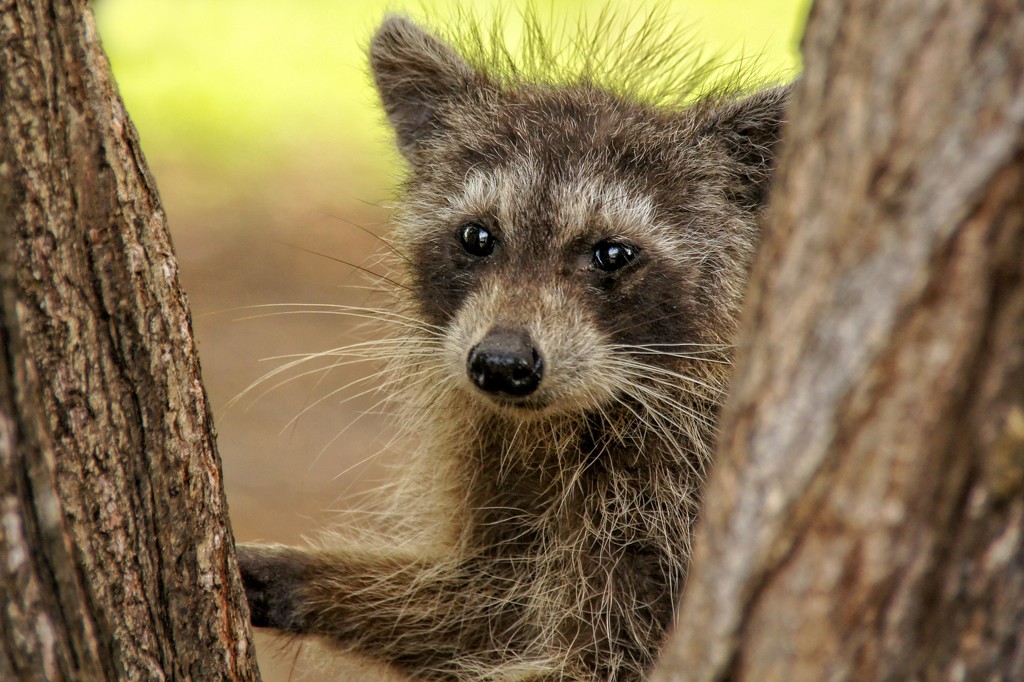 Baby Raccoon by danette
