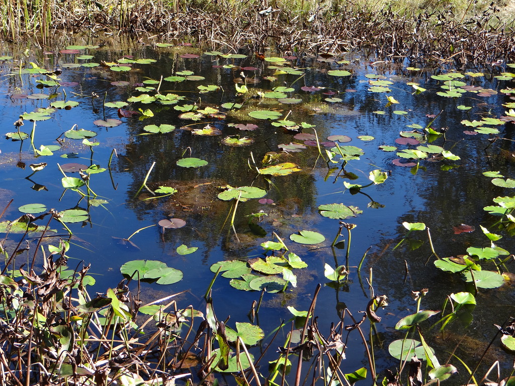 Marsh at Penitentiary Glen Metropark by brillomick