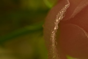 18th Oct 2015 - Rose petal highlights