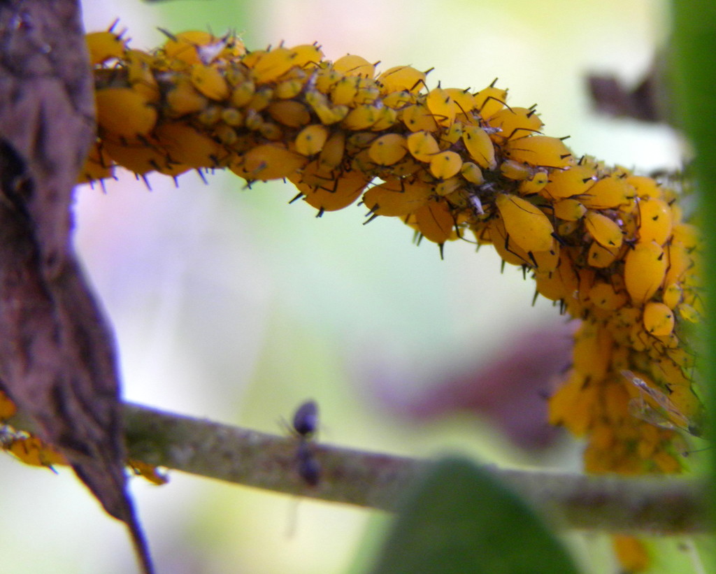 Where Do Aphids Go in the Winter? by daisymiller