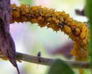 18th Oct 2015 - Where Do Aphids Go in the Winter?