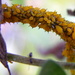 Where Do Aphids Go in the Winter? by daisymiller