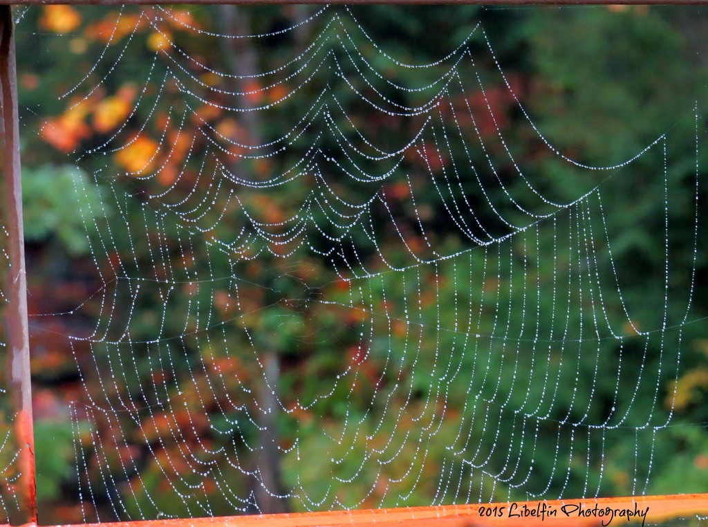 Spiderweb on a dewy morning... by kathyo