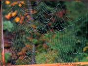 18th Oct 2015 - Spiderweb on a dewy morning...