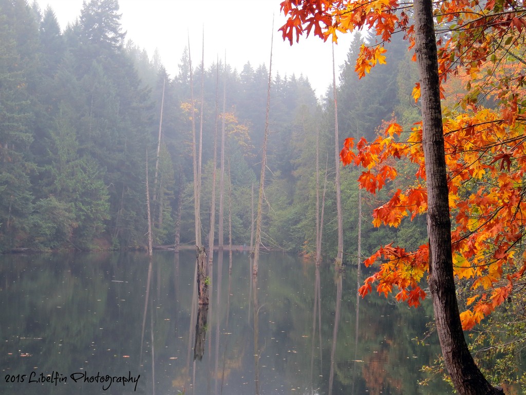 Colliery Dam on a misty morning by kathyo