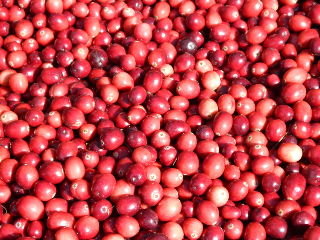 Cranberries  by jo38