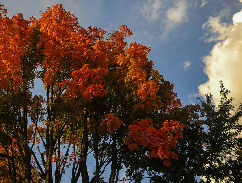 Colors of Autumn 3 by loweygrace