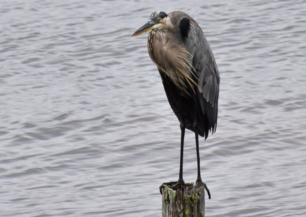 Blue Heron on a Post by rickster549