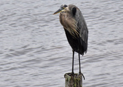 18th Oct 2015 - Blue Heron on a Post