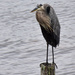 Blue Heron on a Post by rickster549