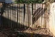 15th Oct 2015 - Old fence