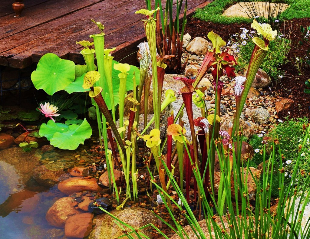 Unusual Water Side Plants! by happysnaps