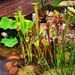 Unusual Water Side Plants! by happysnaps