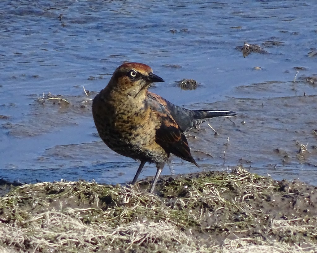 Rusty Blackbird by annepann