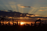 20th Sep 2015 - Kansas Sunrise and Cornfield
