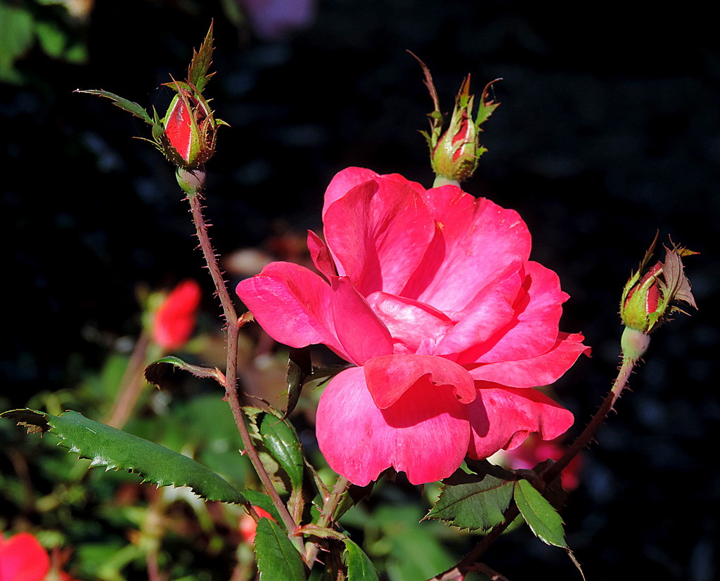 Roses in the sunshine by homeschoolmom