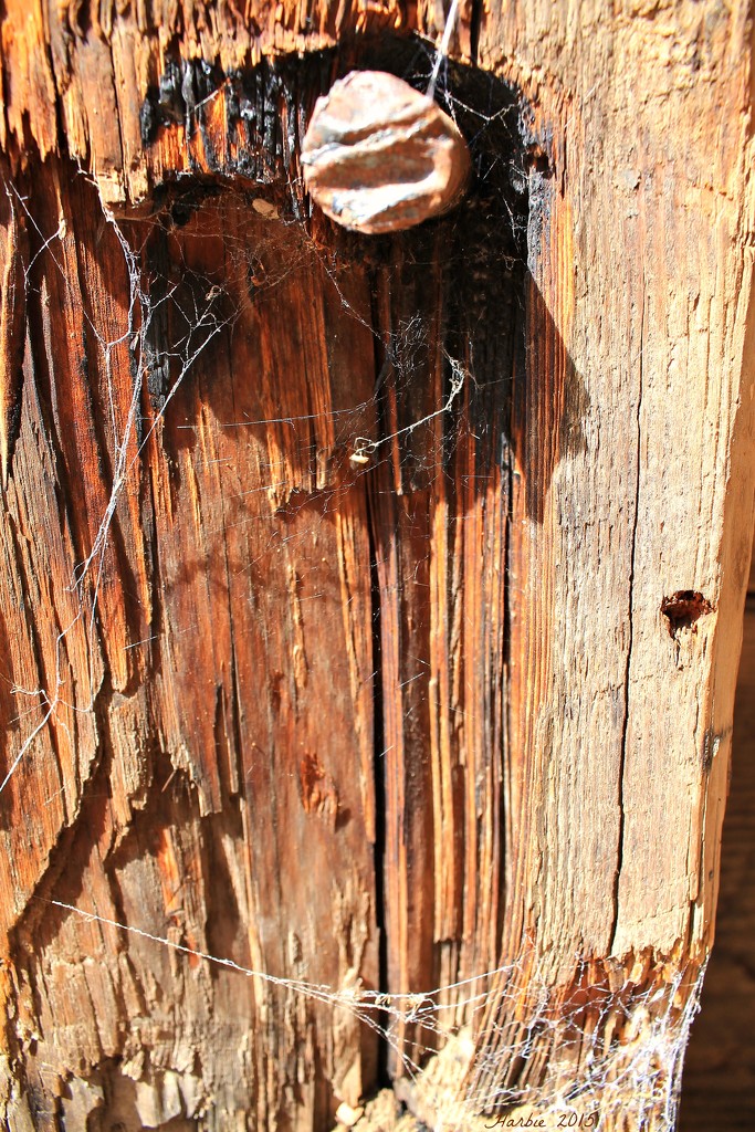 Weathered Wood and Spiderwebs by harbie