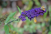 16th Oct 2015 - Butterfly Bush in Late Autumn