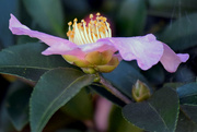 18th Oct 2015 - Pink Camellia Bloom