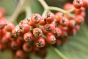 19th Oct 2015 - Cotoneaster Franchetii
