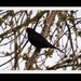 Blackbird by oldjosh