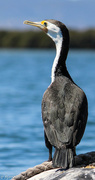 18th Oct 2015 - Pied cormorant