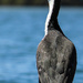 Pied cormorant by flyrobin