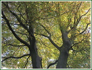 19th Oct 2015 - Beech trees in Autumn.