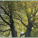 Beech trees in Autumn. by grace55