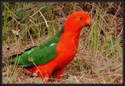 19th Oct 2015 - King Parrot