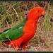 King Parrot by ubobohobo