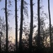 Pines by kathyrose