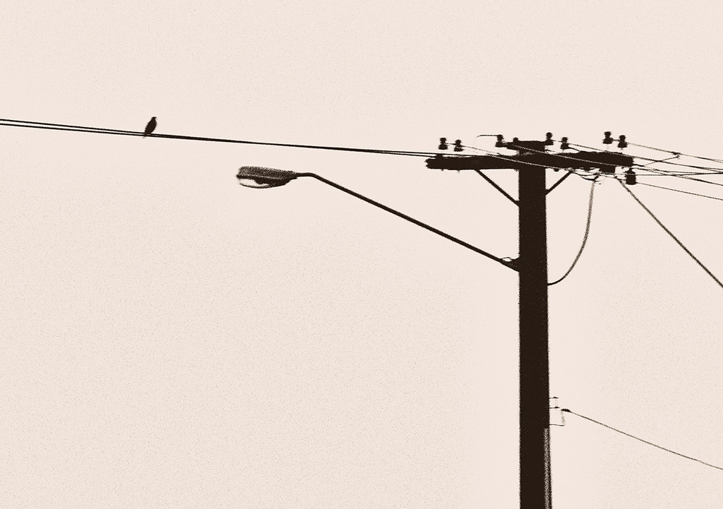 bird on a wire by kali66