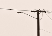 20th Oct 2015 - bird on a wire