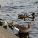 Geese and Ducks  by oldjosh