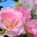 Mum's Rose DSC_3289 by merrelyn